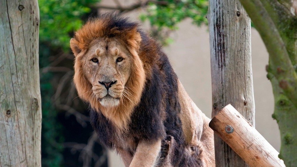 גן החיות של לונדון (London Zoo)   